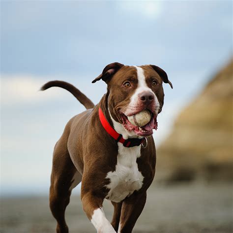 What Breeds Make Up An American Pitbull Terrier