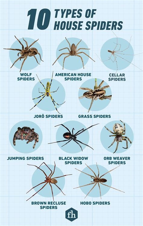 10 Types of House Spiders