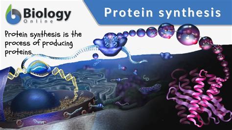 Protein synthesis - Definition and Examples - Biology Online Dictionary