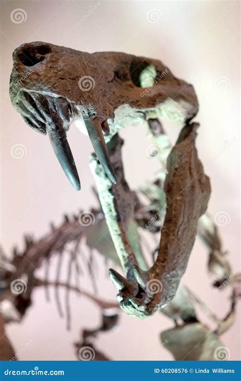 Sabertooth tiger fossil stock photo. Image of pleistocene - 60208576