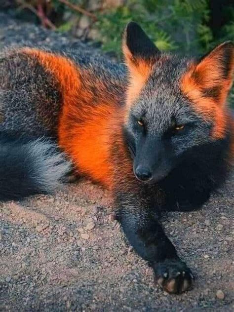 A melanistic fox, one of the rarest animals on the planet. | Fotos de ...