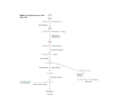 LIPID METABOLISM IN DISEASE (enzymes) Quiz