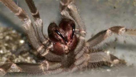 Tarantula Fangs: 7 Fearsome Facts & Photos | ThePetFAQ