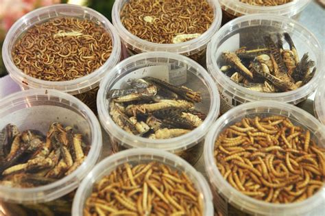 The Green Deal and the future of insect feed - All About Feed