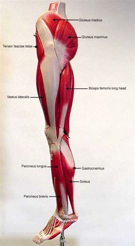 labeled muscles of lower leg - Yahoo Search Results | Leg muscles ...