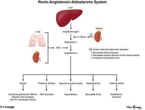 Renin-Angiotensin-Aldosterone System - Renal - Medbullets Step 1