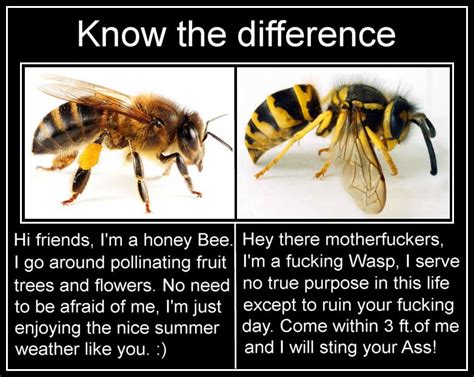 Vraie fiction: Bees VS Wasps