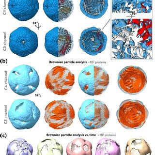 Molecular dynamics of apoferritin and archaeal RNAP. Apoferritin ...