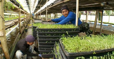 Urban farming shows its "Growing Power" - Videos - CBS News