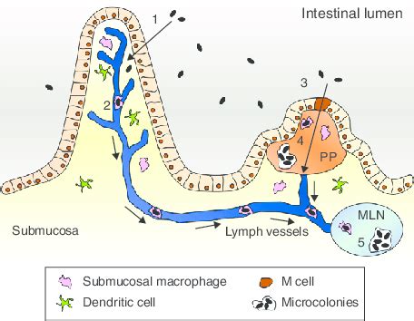 Pathogenesis model of Yersinia enterocolitica. (1) Yersinia cells ...