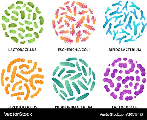 Probiotics lactobacillus bifidobacterium Vector Image