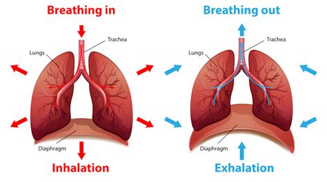 Respiratory Cycle Jeopardy Template