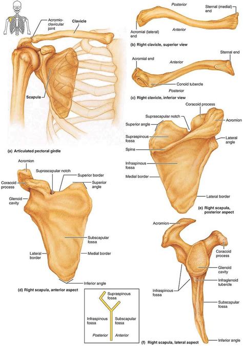 Pectoral Girdle Anatomy Diagram Spiral Notebook | ubicaciondepersonas ...