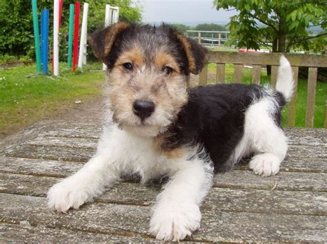 19+ Fox terrier puppies ideas