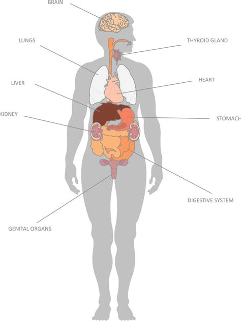 Internal Organs and their Functions - KidsPressMagazine.com