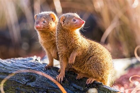 Mongoose - Facts and Beyond | Biology Dictionary