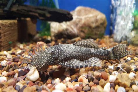 All You Need To Know About Long Fin Bristlenose Pleco: Appearance, Care ...