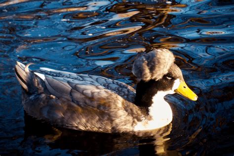 All About Ducks With An Afro: Here's What To Know