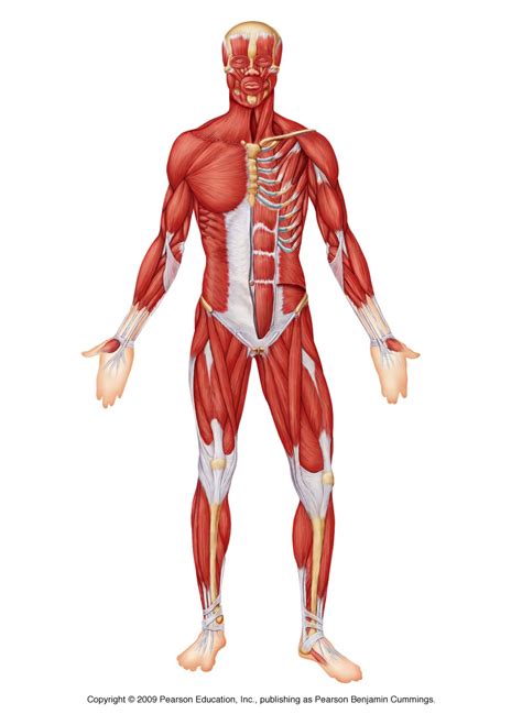 Posterior Muscles Unlabeled Muscular System Muscle Anatomy Anatomy ...