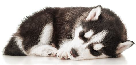 How Do Huskies Sleep