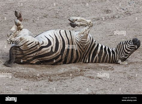 Zebra sleeping on the back . Tired animal Stock Photo - Alamy