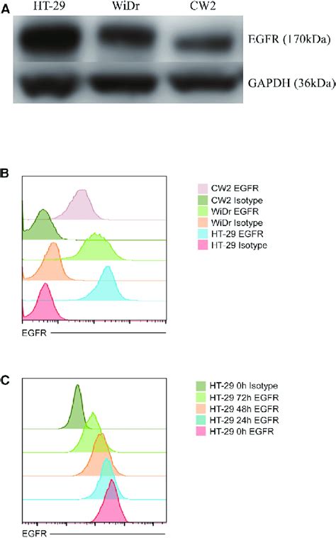 Evaluation of EGFR Expression (A and B) EGFR expression in three human ...