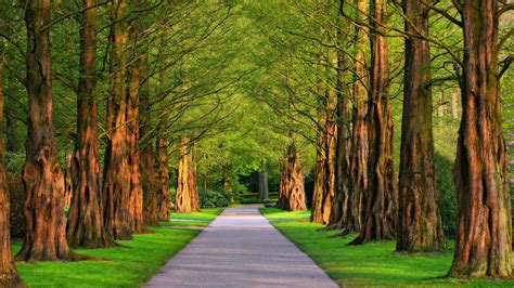 Download A Path Lined With Trees | Wallpapers.com