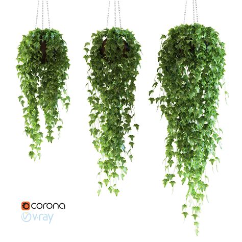 Set of 3 models Ivy in pots hanging on a chain 3D model MAX FBX