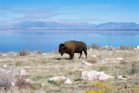 Bison on Antelope Island in Great Salt Lake, Utah - Yellowstone ...