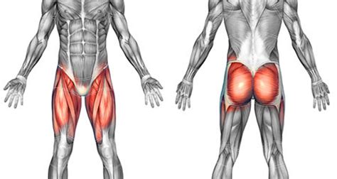 Hip Muscles - Origin, Insertion, Action and Exercises ...