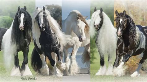 Gypsy Vanner Horse Breed Profile: History, Traits, Facts, Stats & FAQs