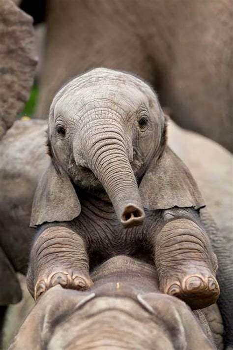 76 Baby Elephants That Will Instantly Make You Smile | Bored Panda