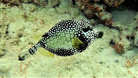 Trunkfish Photograph by Dan Heinen - Fine Art America