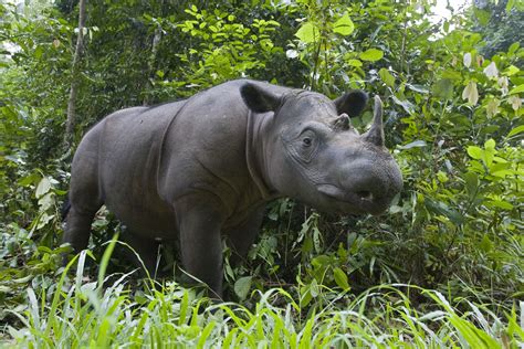 Expansion of Sumatran Rhino Sanctuary – Yayasan Badak Indonesia