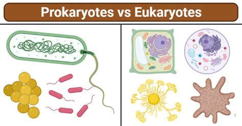 Which Best Describes the Difference Between Prokaryotes and Eukaryotes