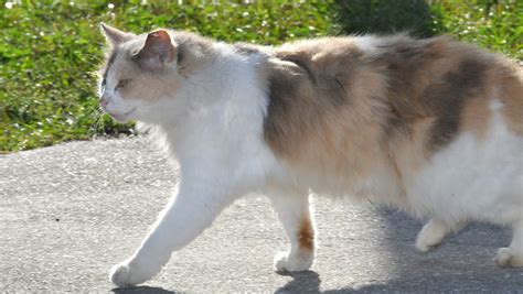 Photos: Stray cats in Sharpes, Fla.