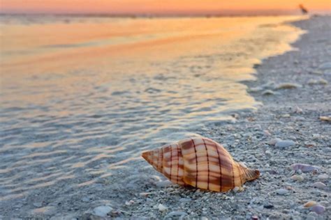 Best Hotels For Shelling On Sanibel Island / The Best Shelling In ...