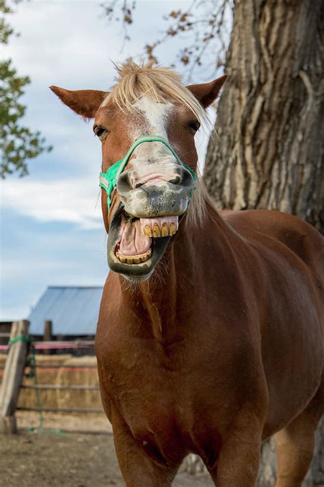 Funny Horse Faces