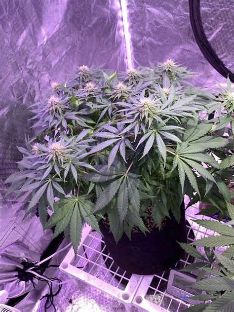 Purple Haze Gsc 3 Grow Diary Journal Week10 By Migrow32 Growdiaries ...