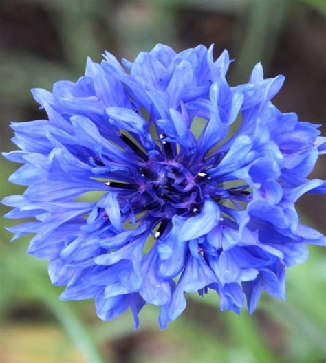 Blue Boy Bachelor Buttons | John Scheepers Kitchen Garden Seeds