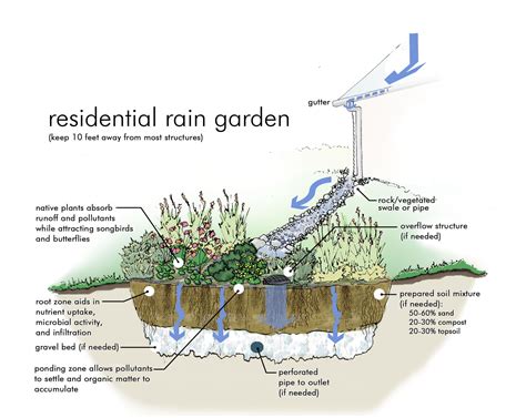 Rain Garden Design Guidelines