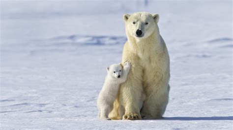 Polar Bear Mother And Cub – Bing Wallpaper Download