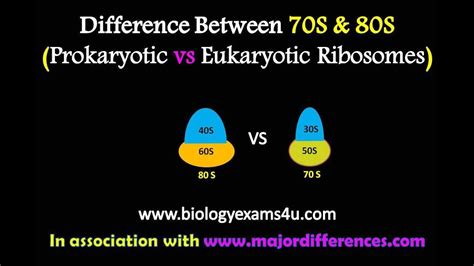 Difference between 70S and 80S Ribosomes | Prokaryotic vs Eukaryotic ...