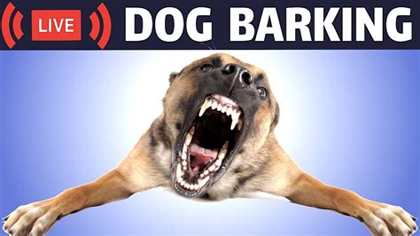 Why Do Dogs Bark At Noises