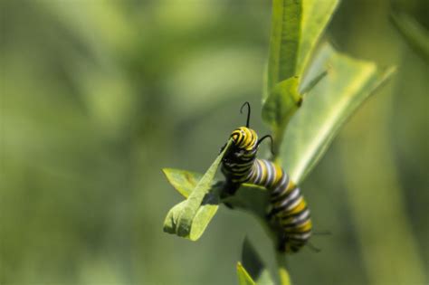 Premium Photo | Close-up of caterpillar on a leaf