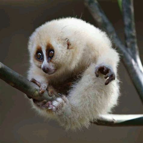 Javan slow Loris ... adorable | Animales peculiares | Pinterest