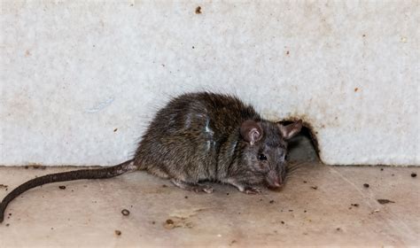 Why Rat & Mouse Infestations Are a Health Hazard