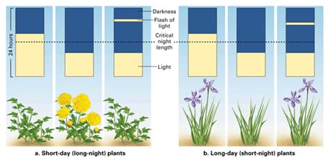 Photoperiodism: Flowering in Plants (Part I) : Plantlet