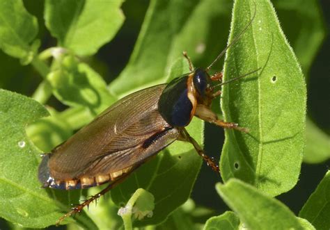 Florida legal roaches | Wiki | Reptiles Amino