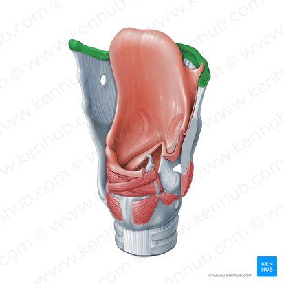 Hyoid bone: Anatomy and function | Kenhub